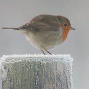 Het is Winter